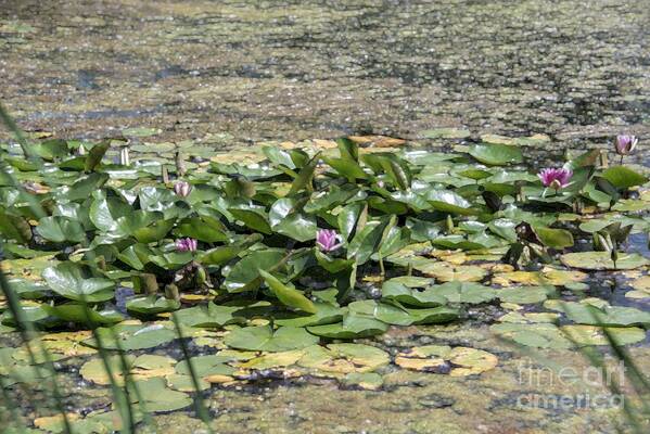 Claude Monet Art Print featuring the photograph Water Lilies at Giverny - 5 by David Bearden