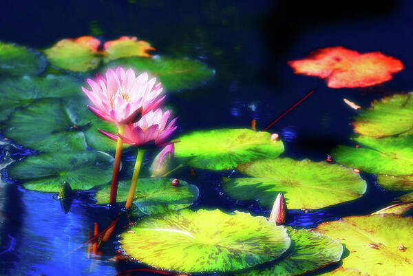 Water Lily Art Print featuring the photograph Water Lilies by Harry Spitz