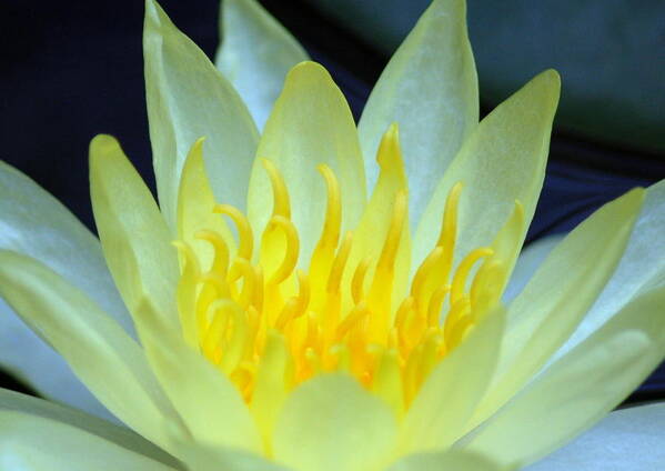 Flora Art Print featuring the photograph Water Lilly by Sandy Poore
