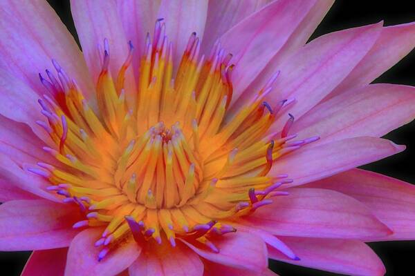 Flower Art Print featuring the photograph Water Lily by DJ Florek