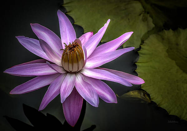Water Lily In Pink Art Print featuring the photograph Water Lily in Pink by Julie Palencia