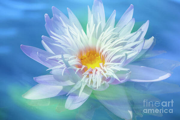 Water Art Print featuring the photograph Water Lily in Turquoise Pond by Heiko Koehrer-Wagner