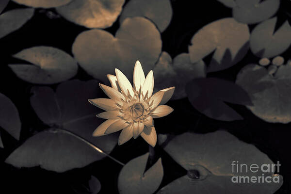 Lily Art Print featuring the photograph Water Lily by Jeff Breiman