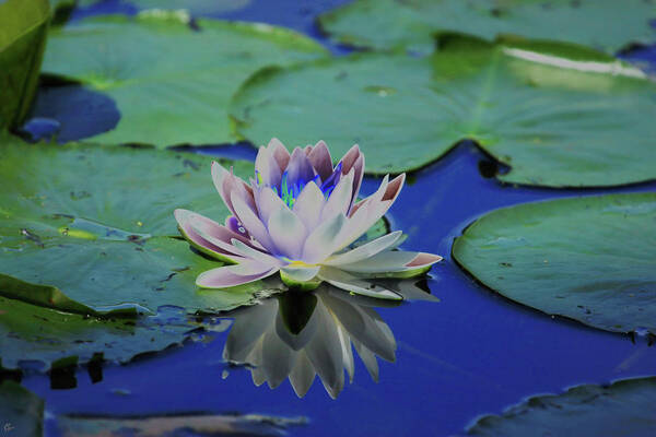 Water Lily Art Print featuring the photograph Water Lily by Karol Livote
