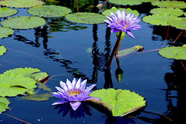 Water Lily Art Print featuring the photograph Water Lily by Lisa Blake