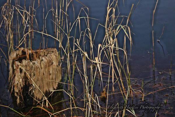  Art Print featuring the photograph Water Logged by Elizabeth Harllee