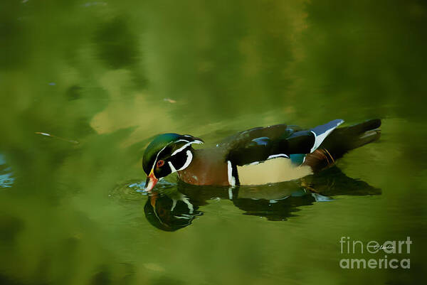 Claudia's Art Dream Art Print featuring the photograph Male Wood Duck Water Reflections by Claudia Ellis