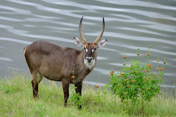 Africa Art Print featuring the photograph Waterbuck and Flowers near Momela Lakes by Mary Lee Dereske
