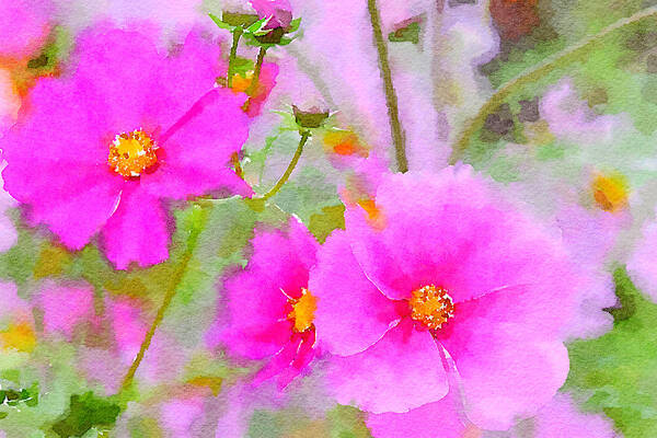 Watercolor Floral Art Print featuring the painting Watercolor Pink Cosmos by Bonnie Bruno
