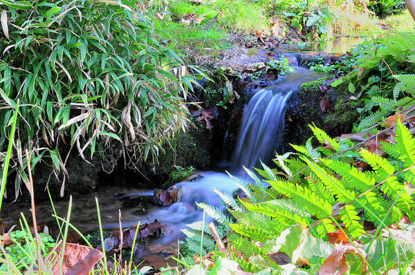 Water. Waterfall Art Print featuring the photograph Waterfall in the Fern Garden by David Arment