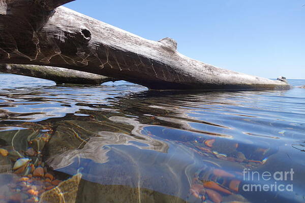 Old Log In The Water Art Print featuring the photograph Waterlogged by Sandra Updyke