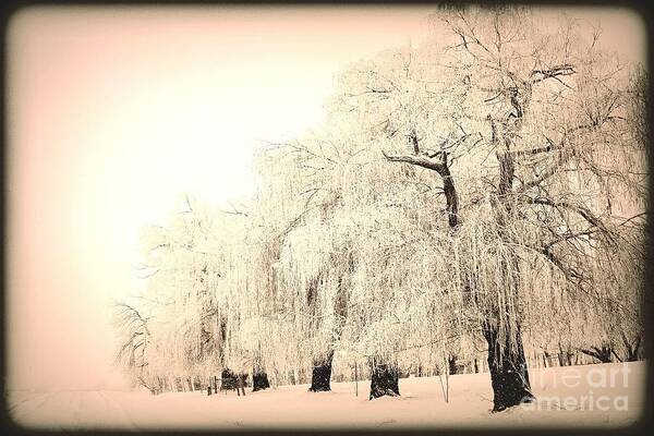 Snow Art Print featuring the photograph Weeping 3 by Julie Lueders 