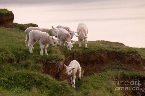 Prancing Lamb Art Print featuring the photograph Welsh Lambs by Ang El