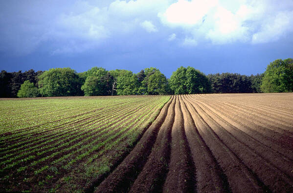 Wendland Art Print featuring the photograph Wendland by Flavia Westerwelle