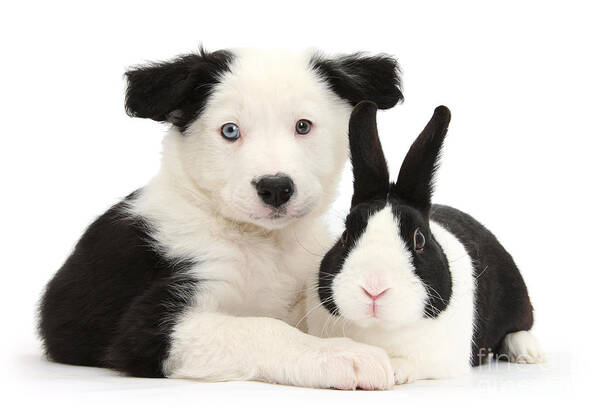 Border Collie Art Print featuring the photograph We're related by marriage by Warren Photographic