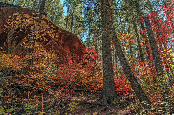 West Art Print featuring the photograph West Fork Fall Color 0212-102814-2 by Tam Ryan