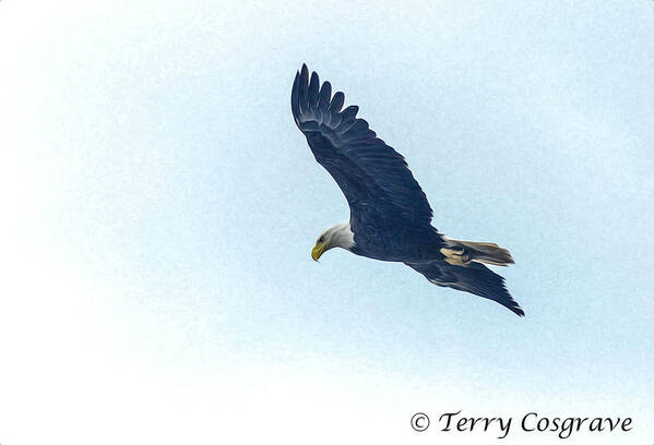 Bird Art Print featuring the photograph West Point american eagle. by Terry Cosgrave