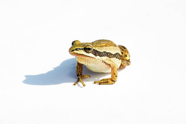 Western Chorus Frog Art Print featuring the photograph Western Chorus Frog 01 by Josh Bryant