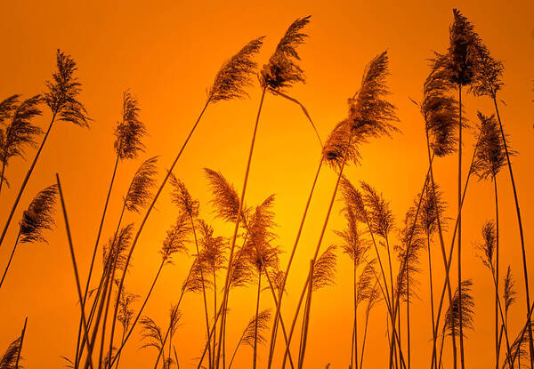 Sunset Art Print featuring the photograph Wetland Sunset by Bruce Pritchett