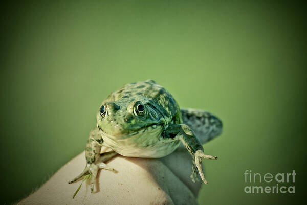 Frog Art Print featuring the photograph What Are You Looking At by Aimelle Ml