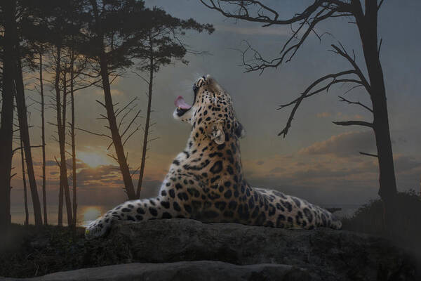 Animal Art Print featuring the photograph When The Night Comes by Joachim G Pinkawa