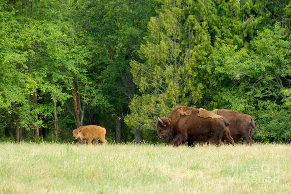 Photography Art Print featuring the photograph Where the Buffalo Roam by Sean Griffin