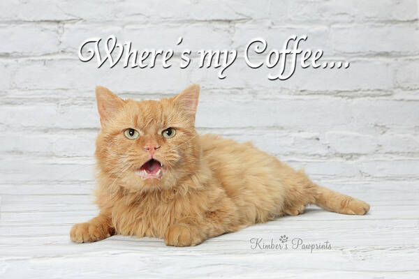 Orange Tabby Cat Art Print featuring the photograph Where's my Coffee? by Kimber Butler