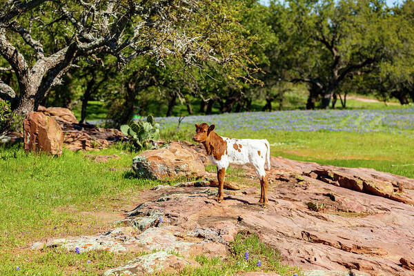 African Breed Art Print featuring the photograph Where's My Mother? by Raul Rodriguez