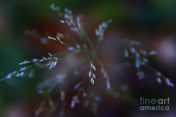 Grass Art Print featuring the photograph Whispered Dreams by Linda Shafer