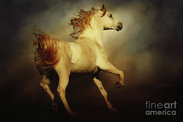 Horse Art Print featuring the photograph White arabian horse with long beautiful mane by Dimitar Hristov