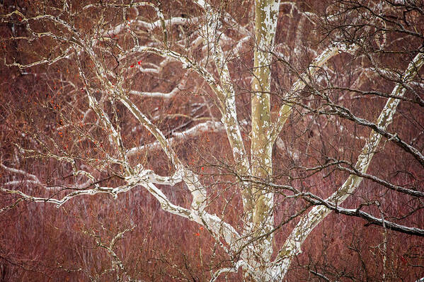 Nature Art Print featuring the photograph White Branches by Jeff Phillippi