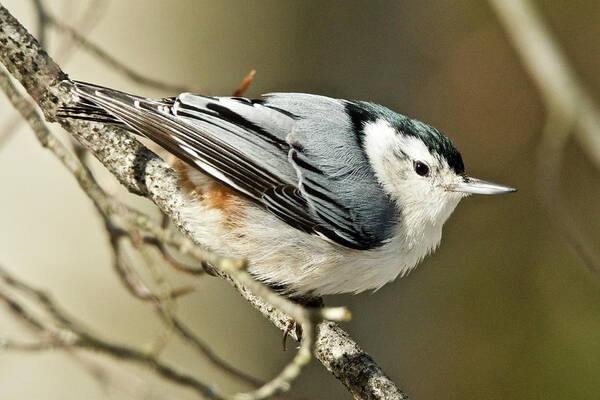 White-breasted Art Print featuring the photograph White-breasted Nuthatch 4377 by Michael Peychich