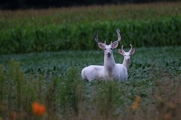 White Art Print featuring the photograph White Bucks by Brook Burling