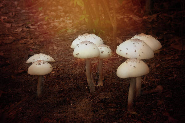 Mushrooms Landscape Group White Cap Light Art Print featuring the photograph White Cap Mushrooms by Carolyn D'Alessandro