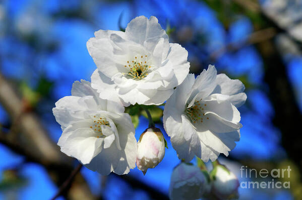 Vancouver Art Print featuring the photograph White Cheery Blossoms by John Mitchell