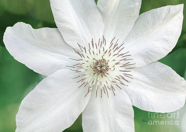 50121 Art Print featuring the photograph White Clematis Flower Garden 50121 by Ricardos Creations