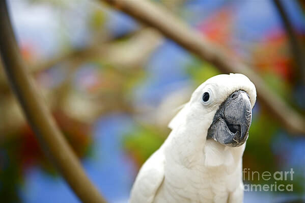 Animal Art Art Print featuring the photograph White Cockatoo bird by Kicka Witte - Printscapes