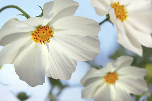 Flowers Art Print featuring the photograph White Cosmos-2 by Nina Bradica