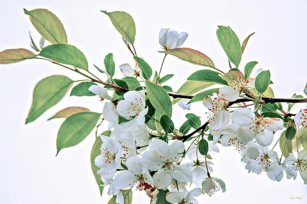 Spring. Blossoms Art Print featuring the photograph White Crabapple Blossoms by Skip Tribby