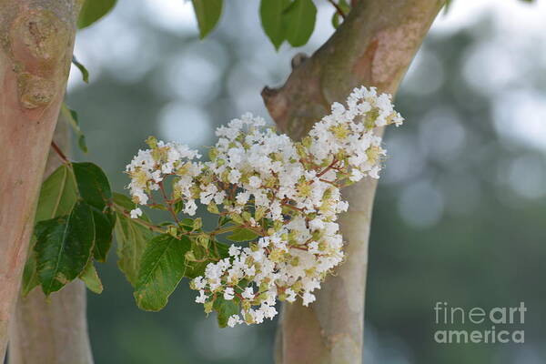 White Crepe Myrtle Art Print featuring the photograph White Crepe Myrtle by Maria Urso