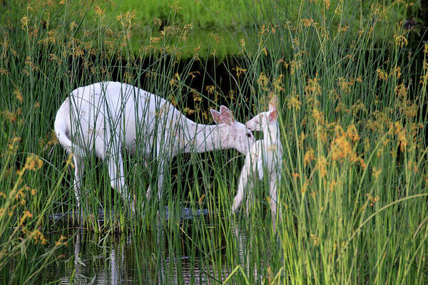 White Art Print featuring the photograph White Deer Wading in Water 3 by Brook Burling