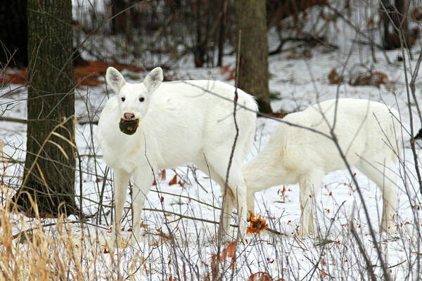 White Art Print featuring the photograph White Deer With Squash 3 by Brook Burling