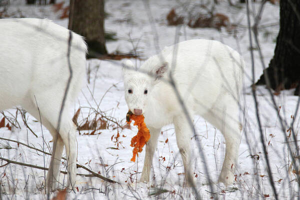 White Art Print featuring the photograph White Deer With Squash 5 by Brook Burling