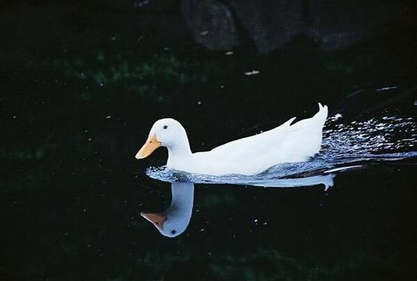 Duck Art Print featuring the photograph White Duck by Frank Larkin