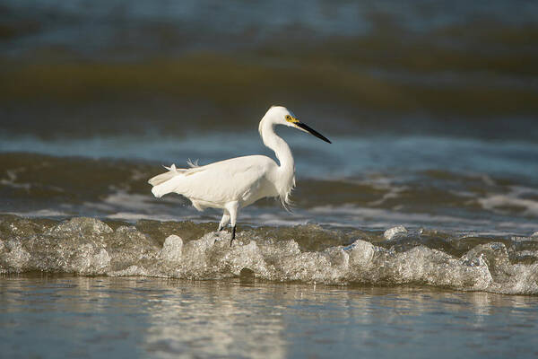 White Art Print featuring the photograph White Egret Wading on the Shoreline by Artful Imagery