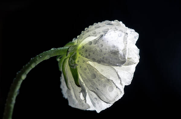 White Flower Art Print featuring the photograph White flower 5 by Lilia S