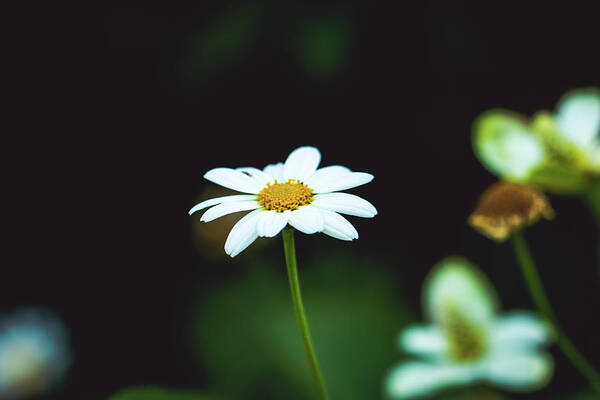 Flower Art Print featuring the photograph White Flower by Hyuntae Kim