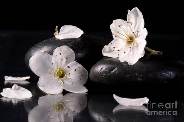 White Art Print featuring the photograph White Flowers Black Stones by Michelle Cyr