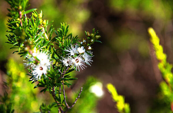 Kunzea Ambigua Art Print featuring the photograph White Flowers Of Kunzea Ambigua by Miroslava Jurcik