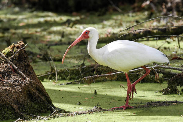 Nature Art Print featuring the photograph White Ibis by Gary Wightman